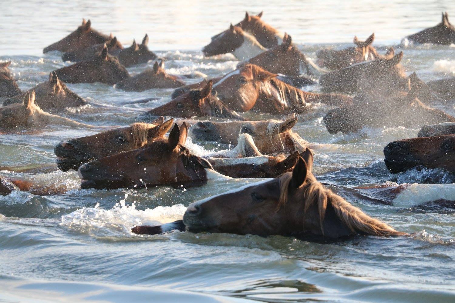 Chincoteague pony swim