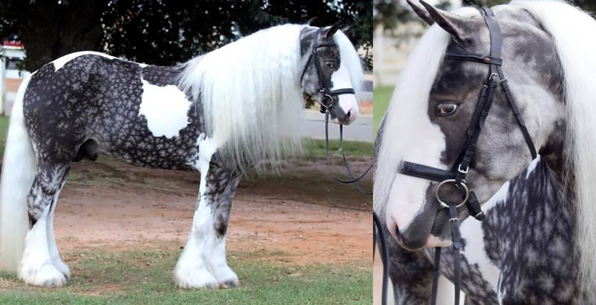 The Enchanting Beauty of Chocolate Silver Dapple Pinto Horses