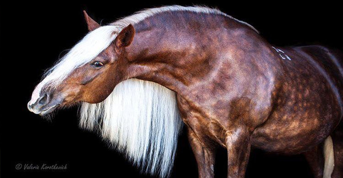 Chocolate Palomino Horse