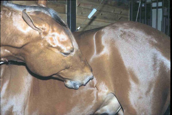 Colic Suffering Horse