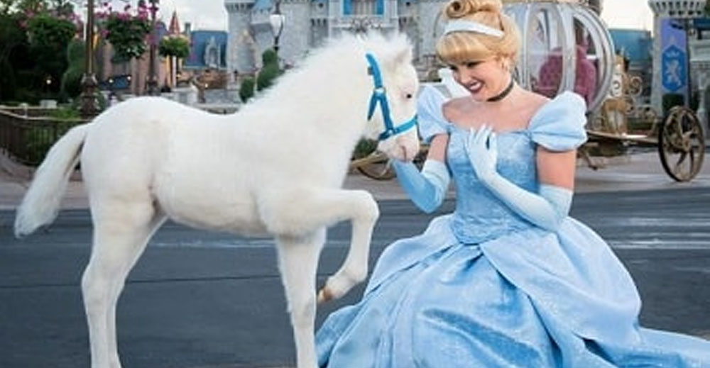 Meet The Cinderella Disney Pony