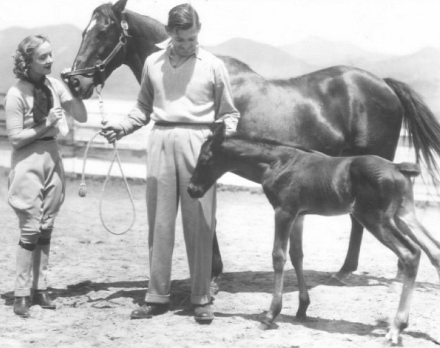 Clarke Gable Horses