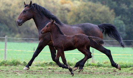 Cleveland Bay Horses