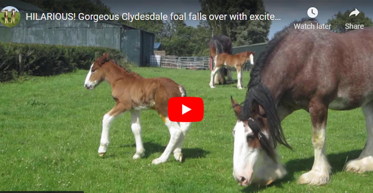 Clydesdale-Foals.jpg