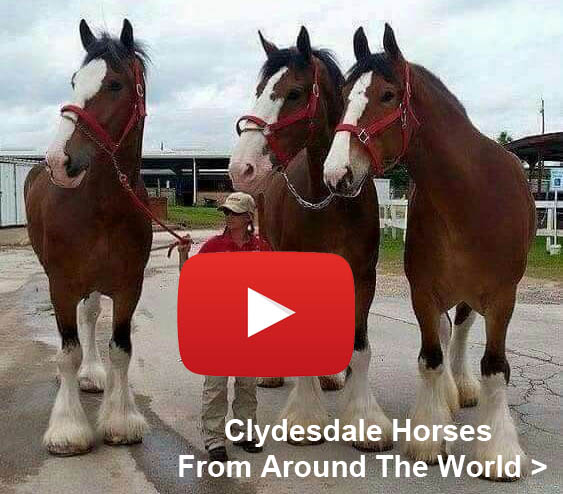 Clydesdale Horses