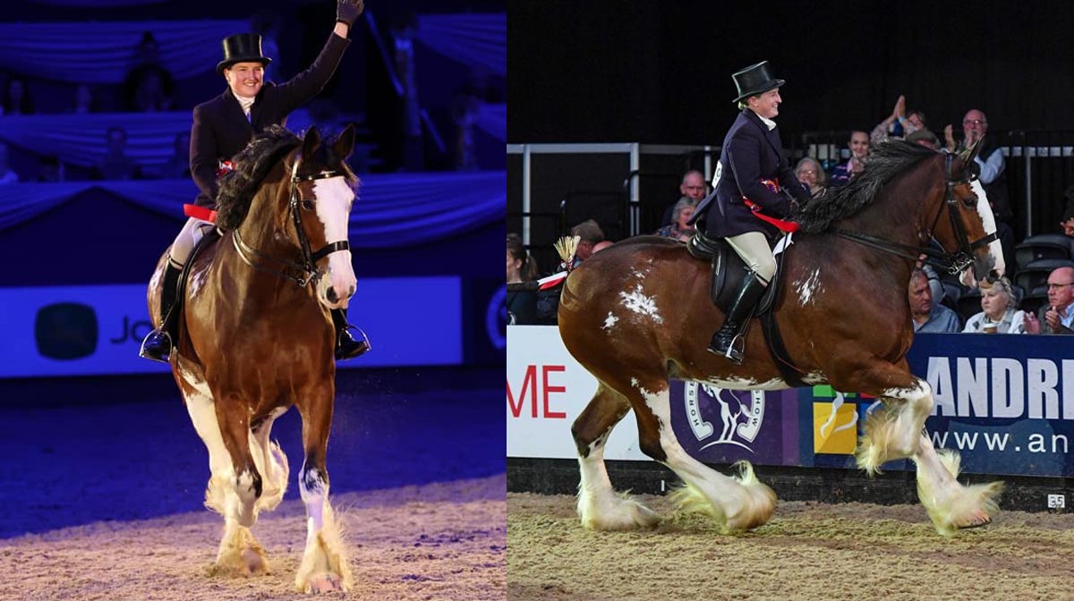 Kirsty Aird and Glenside Matthews Flower of Scotland - Clydesdale Heavy Horse - HOYS