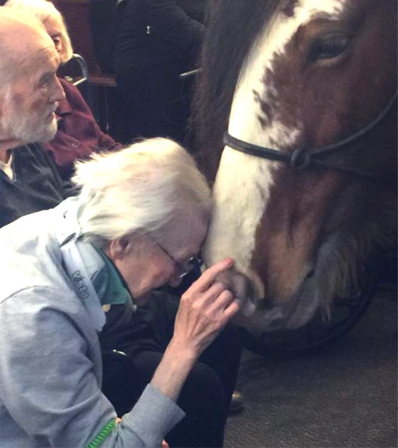 Guvnor The Clydesdale Aged Care Therapy Horse