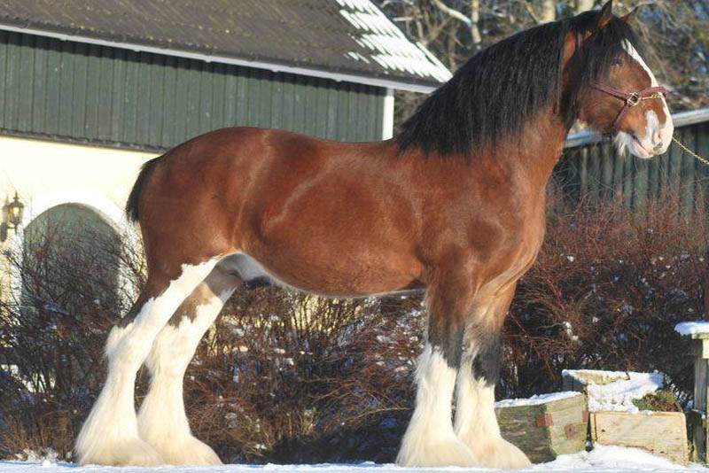 Clydesdale Stallions