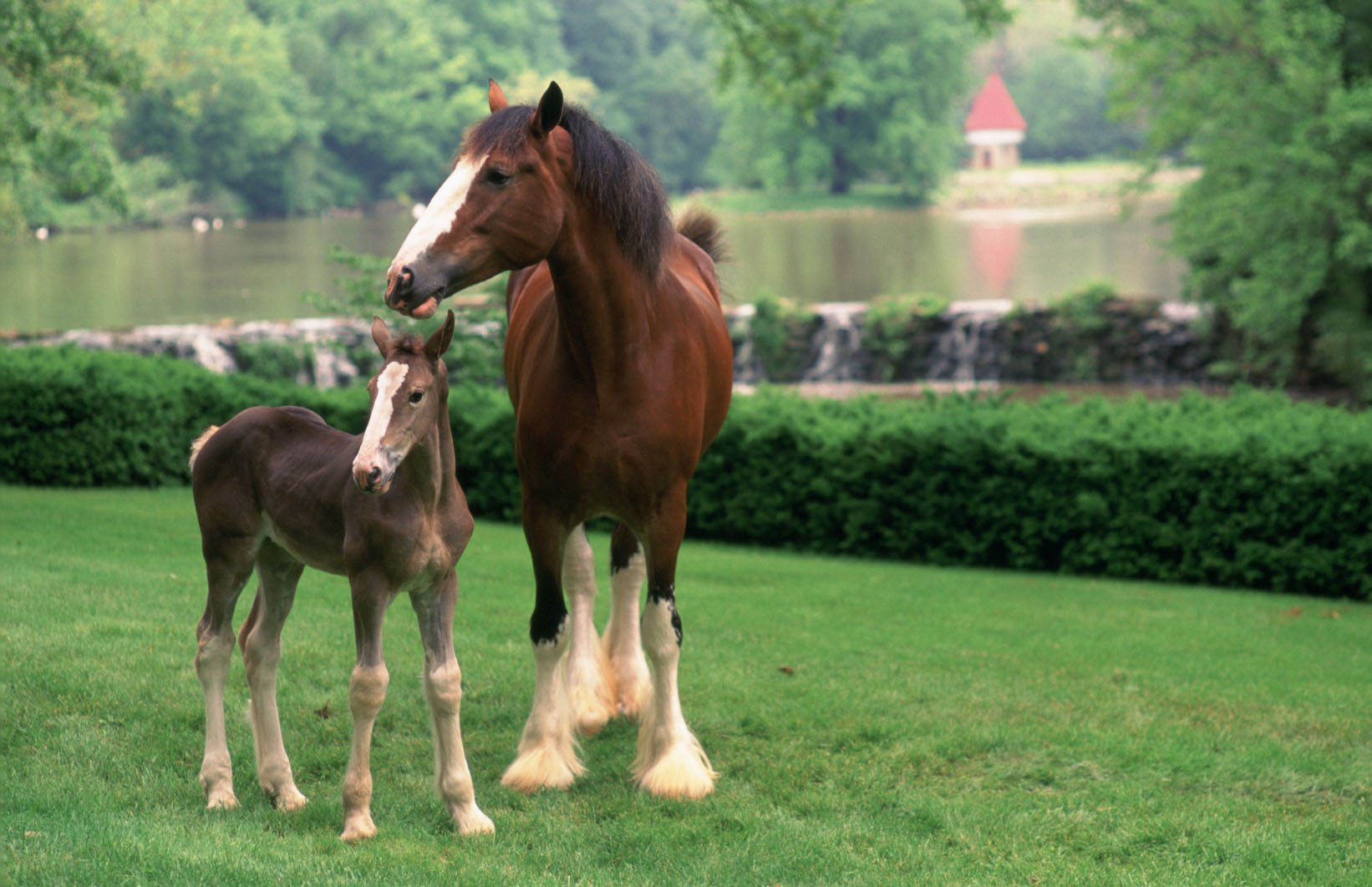 Clydesdale