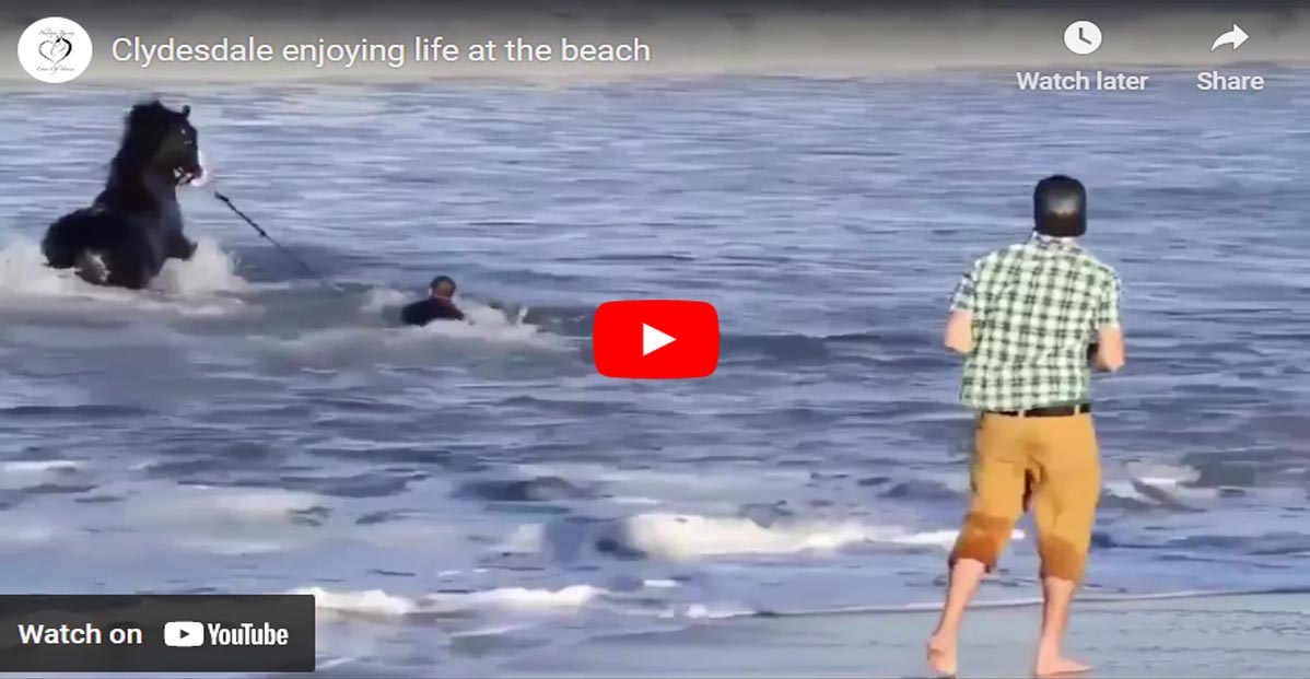 Clydesdale Horse Enjoying Life At The Beach (Man Not So Much...)