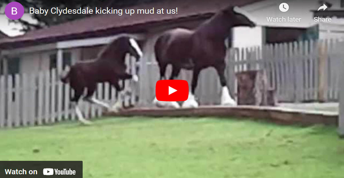 Clydesdale Foal Having A Blast In The Field