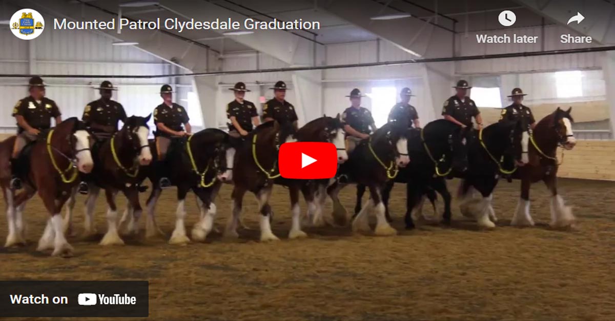 The Graduation Of The Clydesdale Horses Of The New Castle County Mounted Patrol