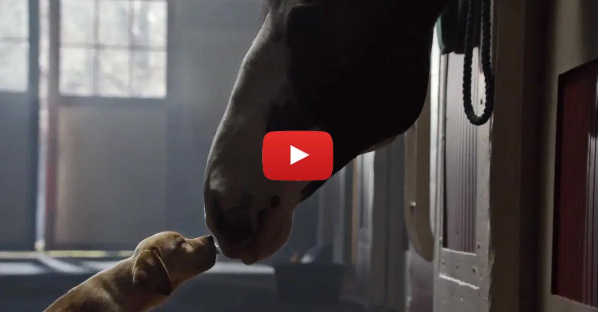 Budweiser Clydesdale Puppy Love Super Bowl 2014 Commercial