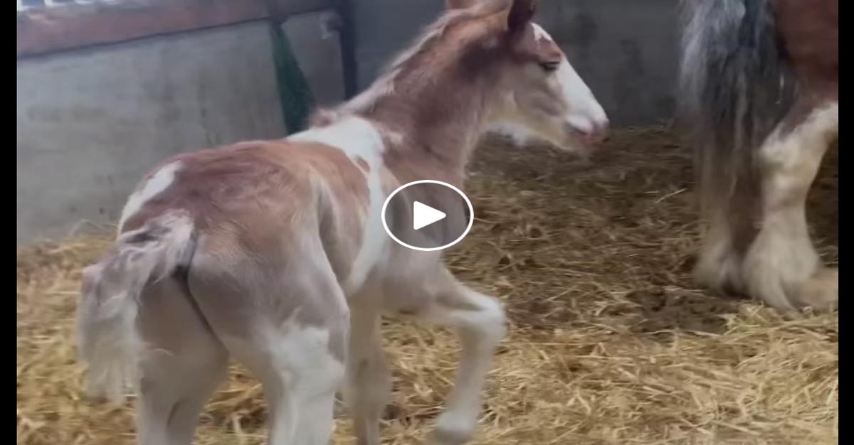 Super cute Clydesdale foal having some fun... @Blackstone Clydesdales