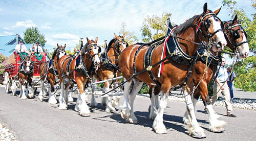 Clydesdales - Heavy Horses