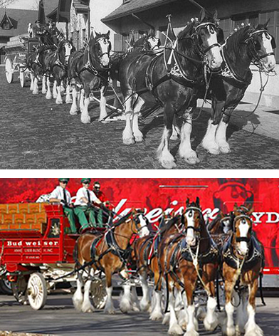 Budweiser Clydesdale