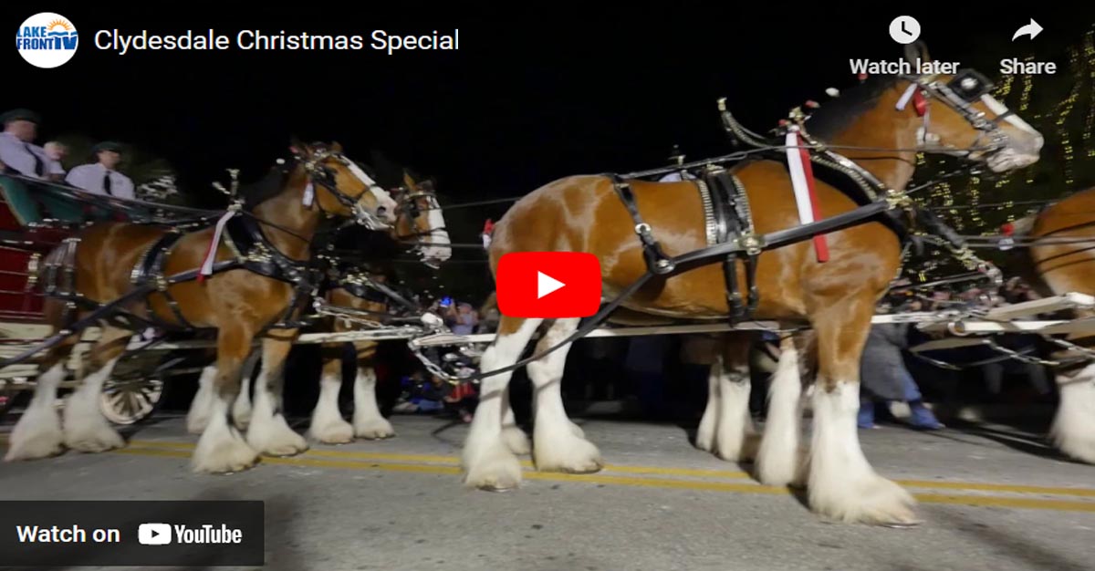 The Budweiser Clydesdale`s Christmas Special