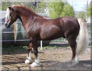 Cob Horses and Ponies For Sale