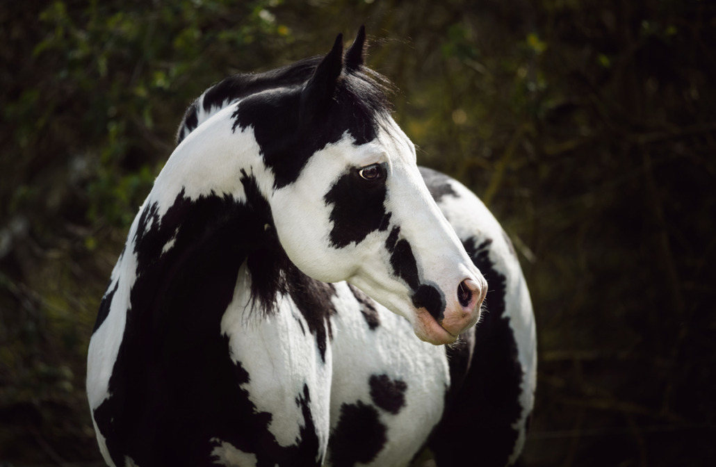 Colonel Coosader (American Paint Horse - Black Overo Stallion)