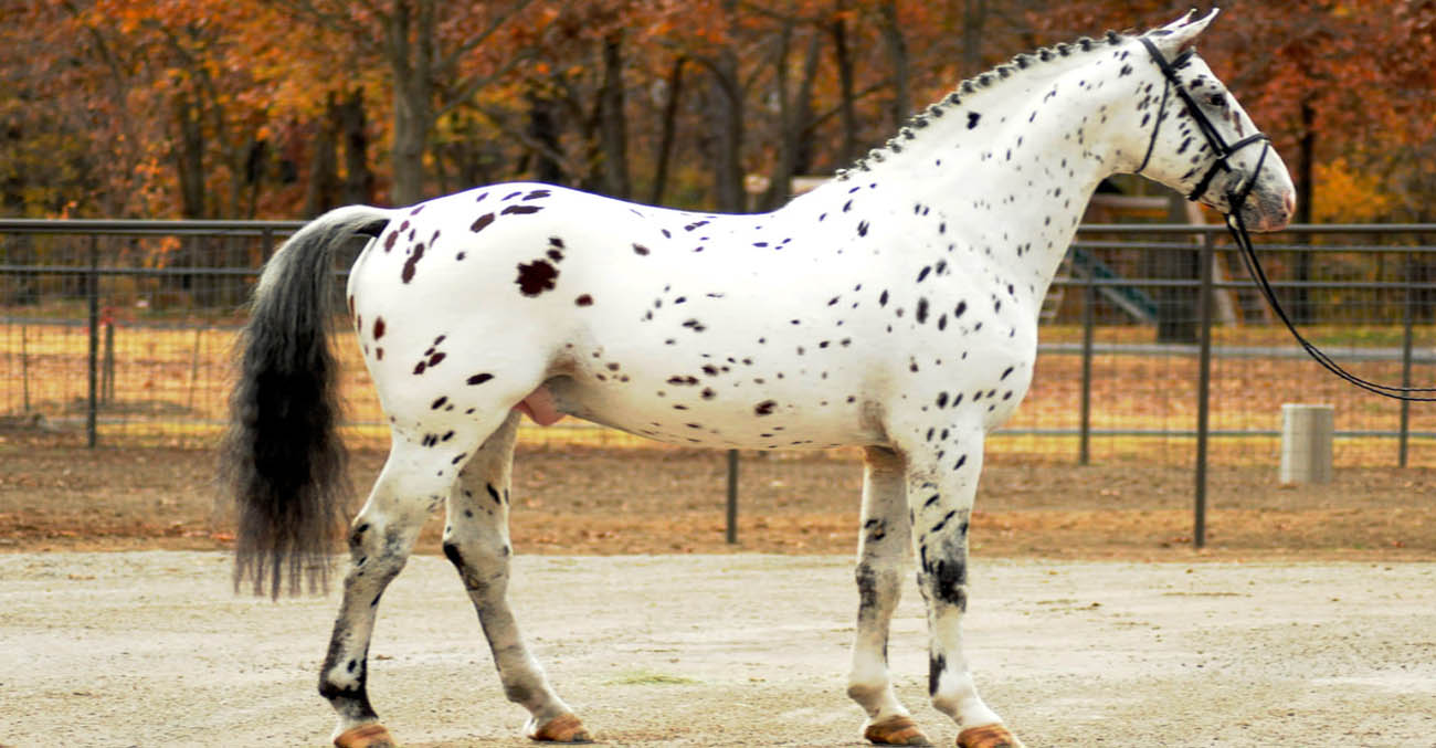 Colorado Skrodstrup - Leopard Spotted 15.3hh Knabstrupper Stallion