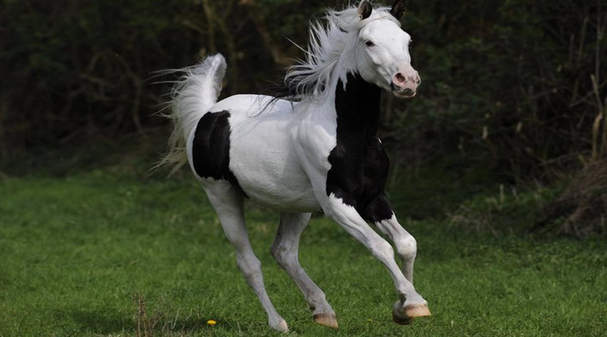 Coloured Arabians - RBA Phantom (7/8 Arabian Bay Tovero Stallion)