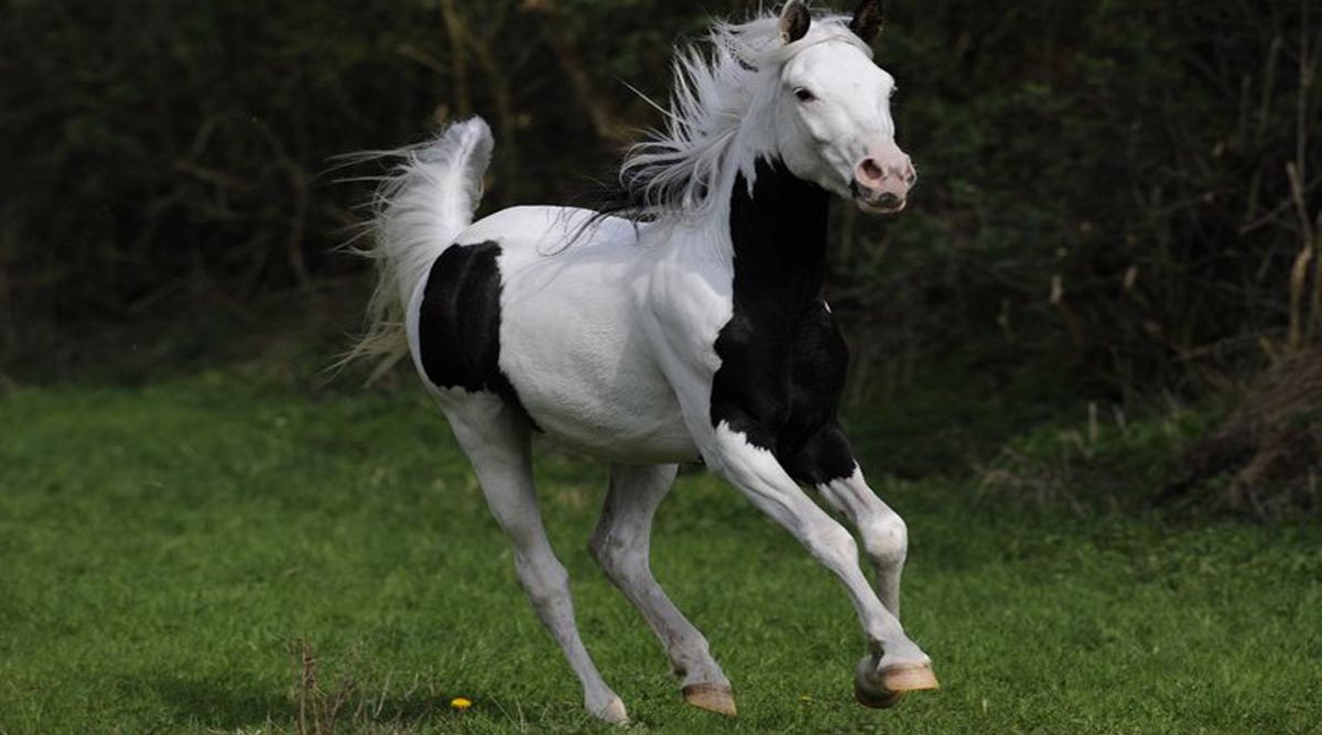 Coloured Arabians - RBA Phantom