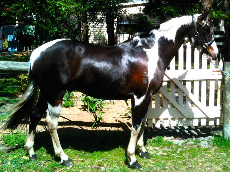 Coloured Horses