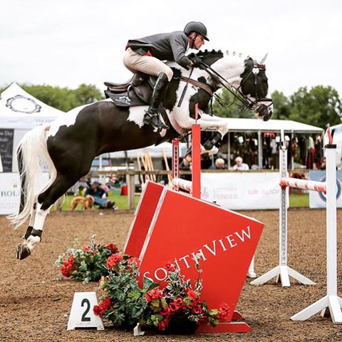 Pinto Showjumping Horse