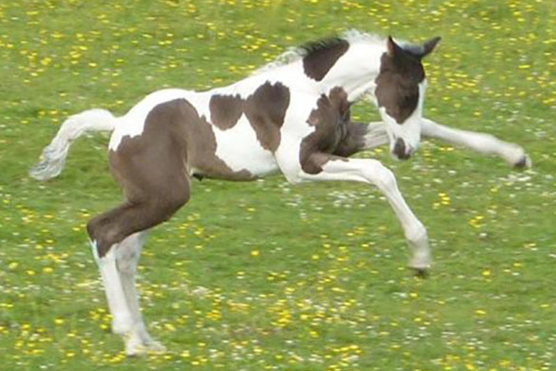 Coloured Foals For Sale