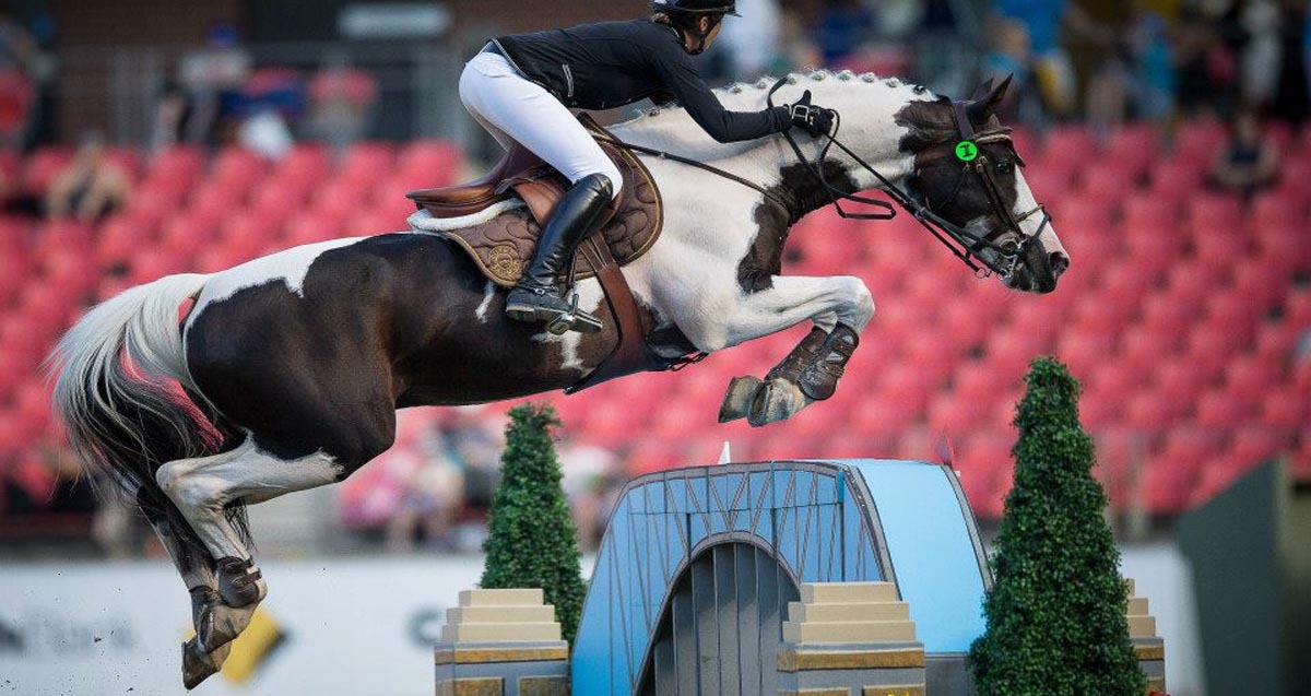 Visage Van de Olmenhoeve - Coloured Warmblood Stallion