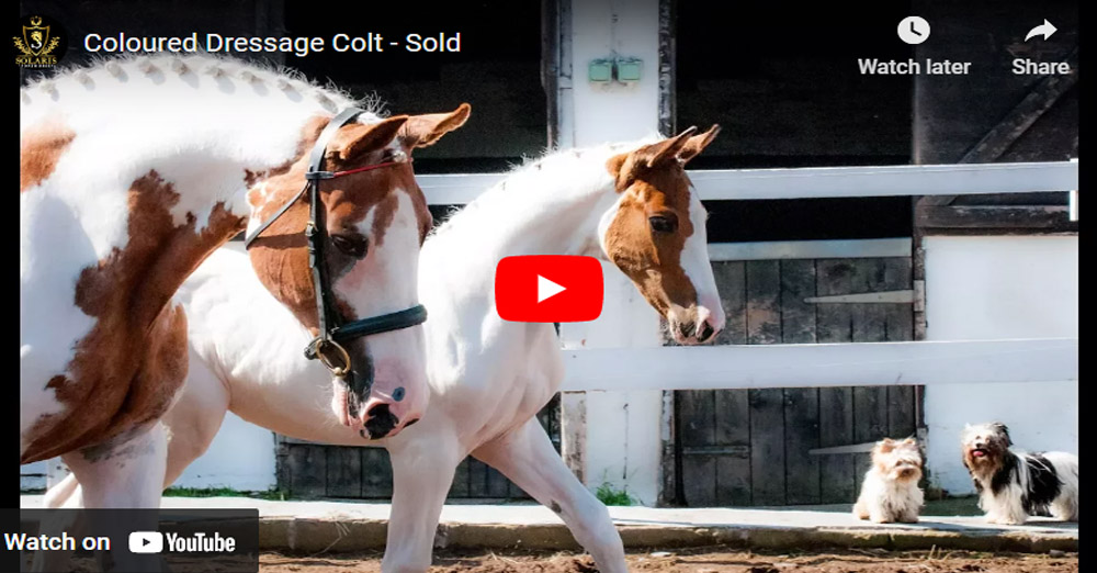 Coloured Dressage Colt - Mochaccino SSH (Hennessy x Umenno)