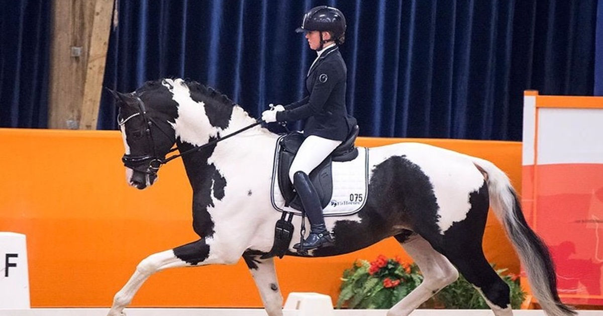 Coloured Dressage Stallion, Night Or Day (Negro x Samber) - Van Olst Horses - Coloured Stallion