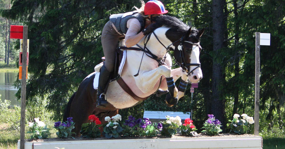 Coloured Eventing Stallion - Sir Cisco (Sancisco x Arpeggio)