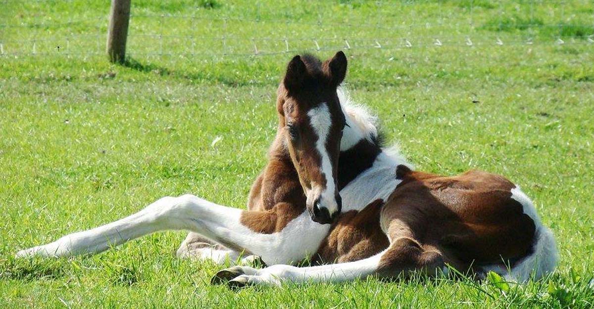 Mother & Foal Solaris Sport Horses, Scotland