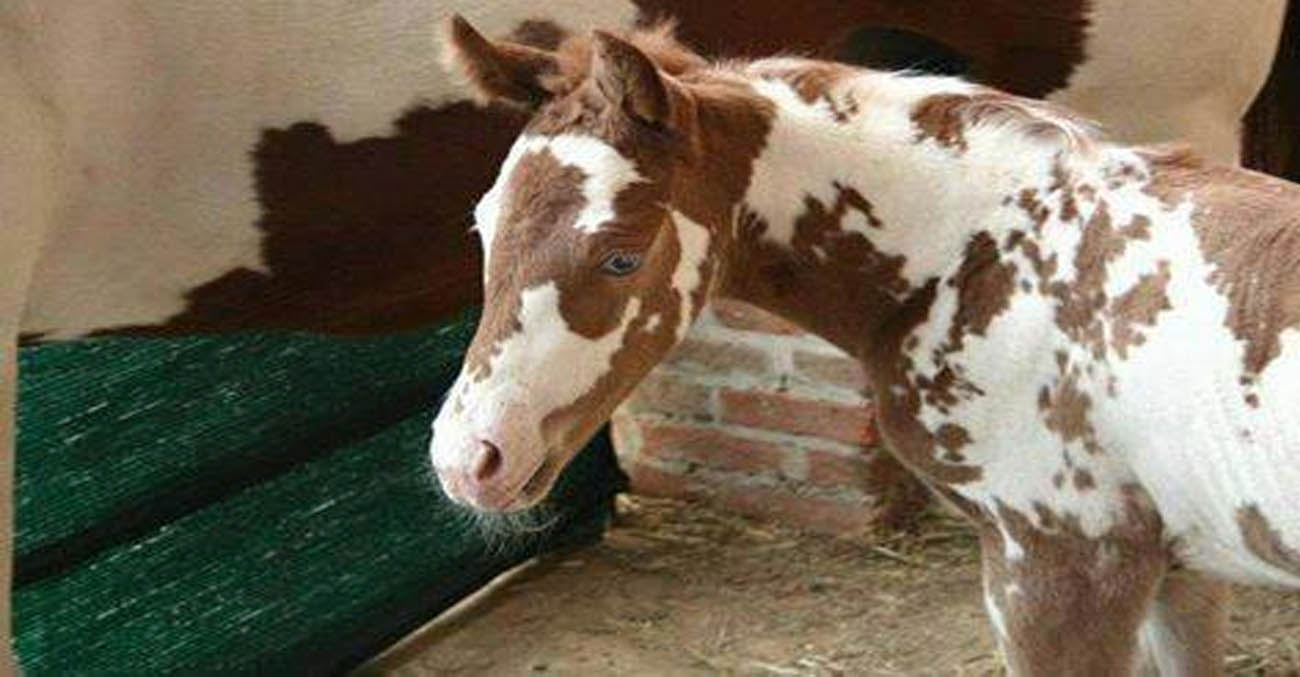 Coloured Friesian Foals