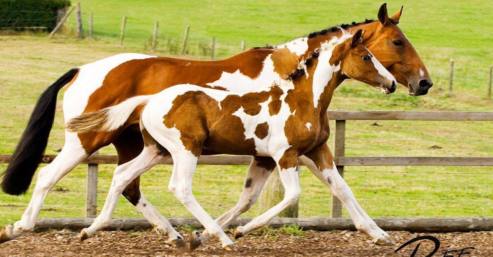 Coloured Horse Breeder @Solaris Stud Farm, Scotland