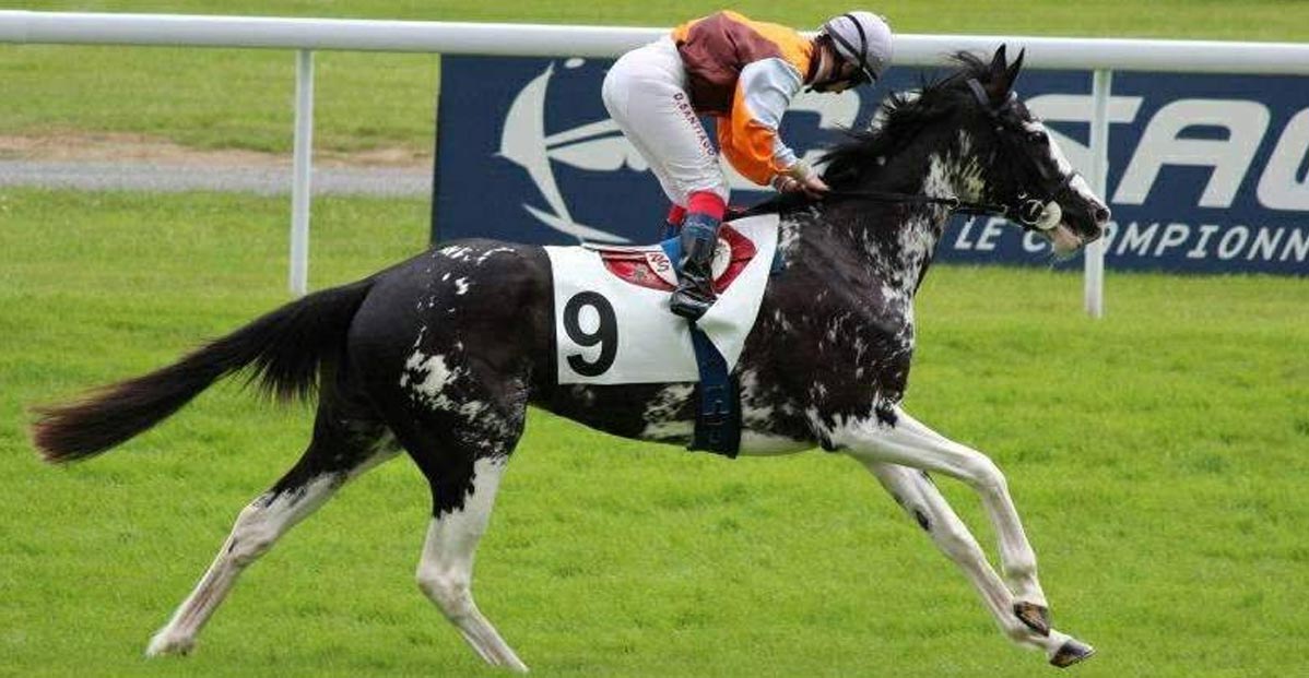 Painted Ballerina (sired by Paint the Cat) - Coloured Racehorse