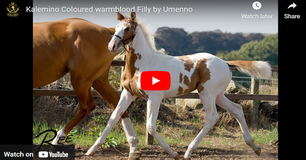Kalemino - Coloured Warmblood Filly by Umenno