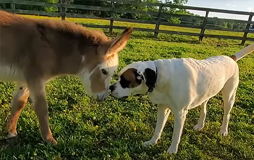 Dog Becomes Totally Besotted With A Newborn Donkey