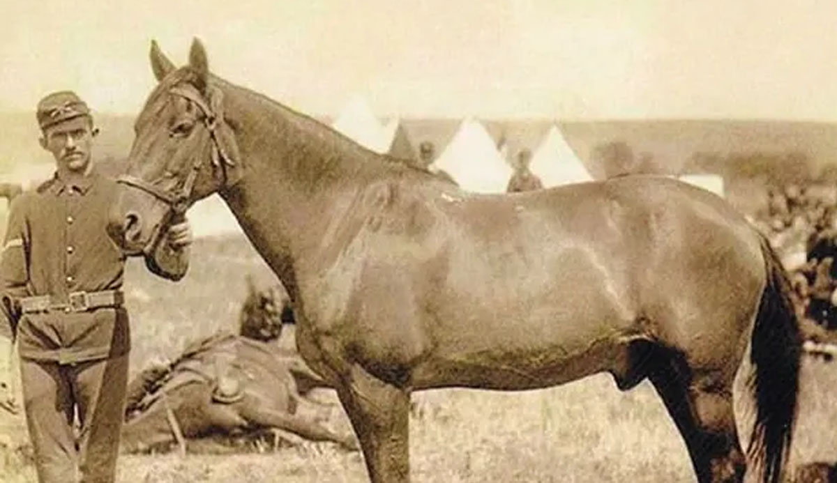 Comanche (Famous War Horse)