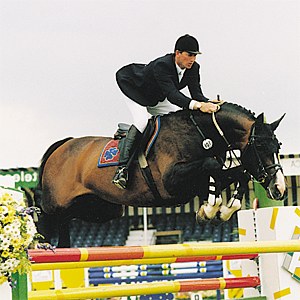 Concorde - Warmblood Stallion