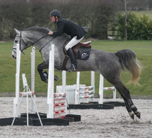 Allrounder - Showjumping, Dressage or Eventer