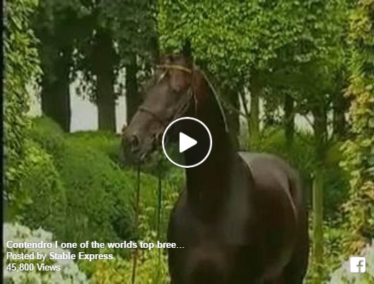 Holsteiner Horses