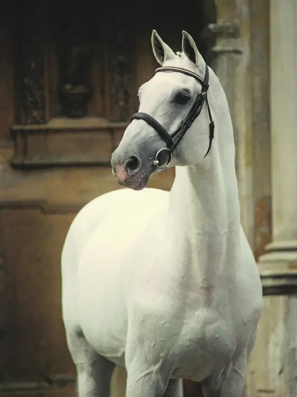 Corrado I - Stallion