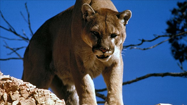 Cougar - Attack