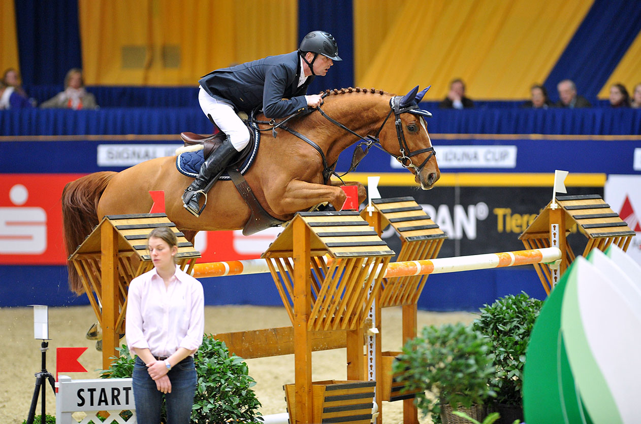 Showjumping Stallion Couleur Rubin (Cordalme Z x Grannus)