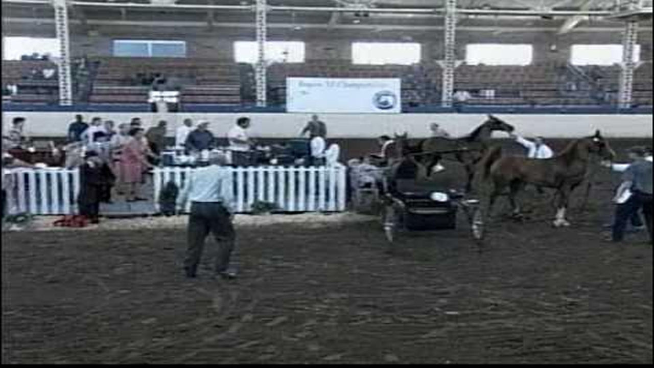 Country Horse Show Goes From Picture Perfect to Chaotic Disaster