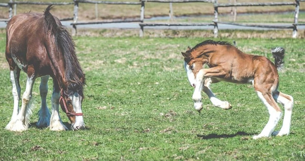 Covered Bridge Clydesdales