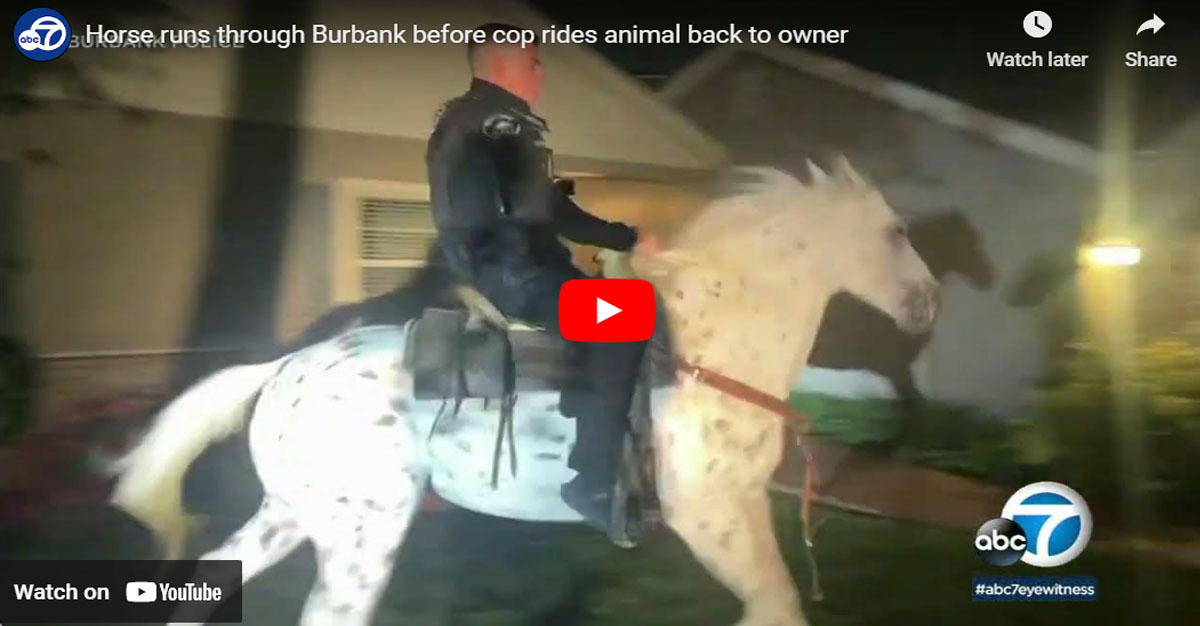 Cowboy Cop Rescues Runaway Horse