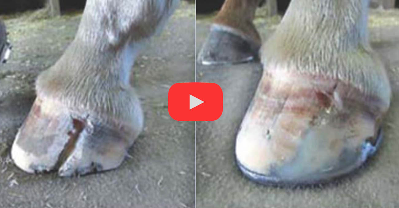 Shoeing A Horse With A Cracked Hoof